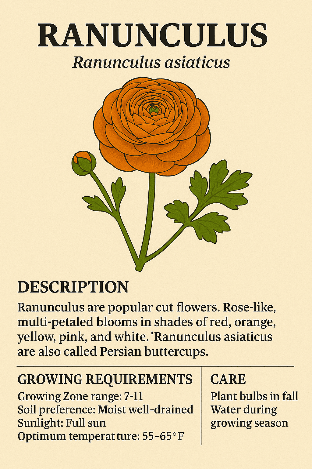 Ranunculus logo