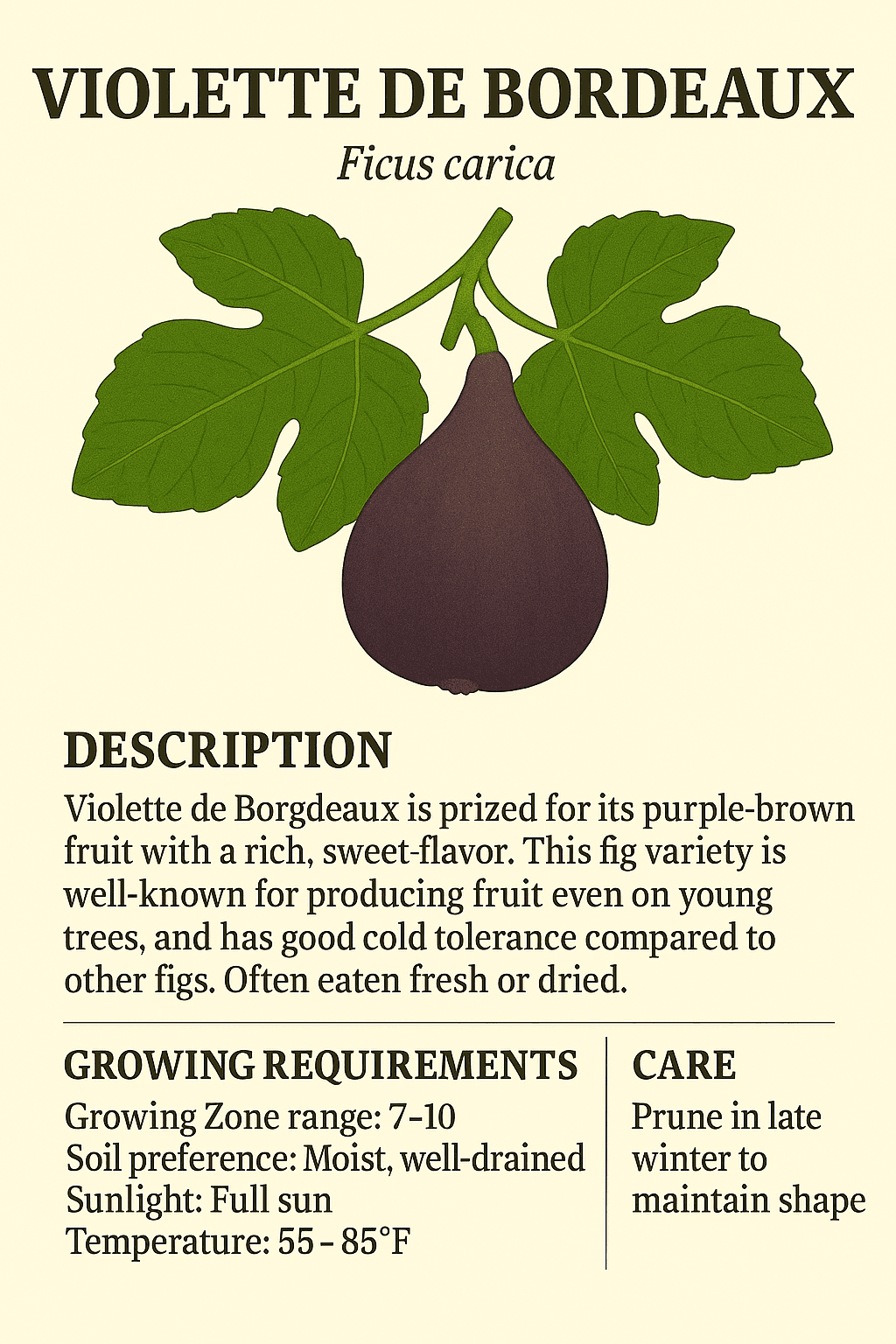 Violette de Bourdeaux logo